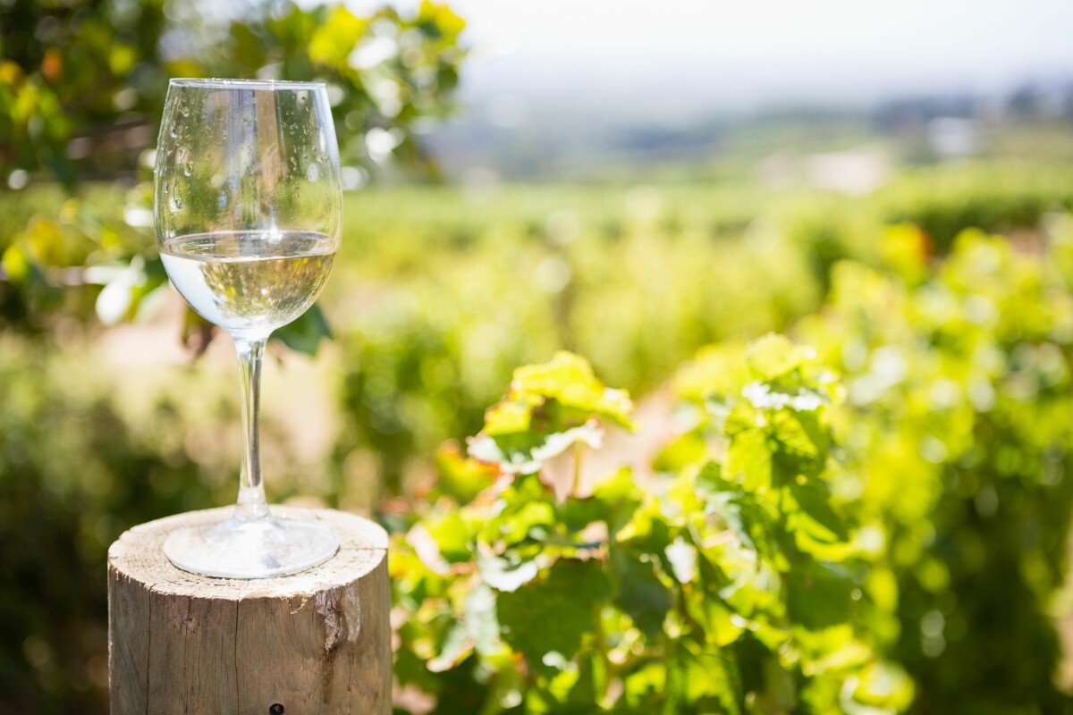 pikwizard-glass-of-wine-in-vineyard